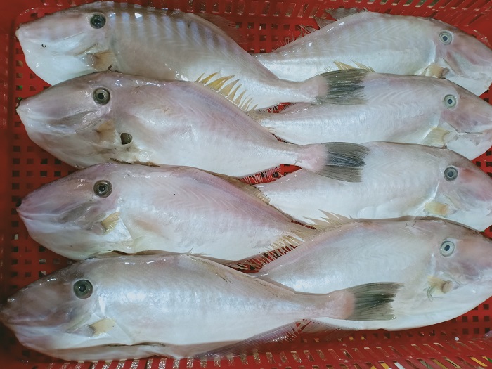 Cá bò da được tuyển chọn kỹ lưỡng từ các vùng biển sạch